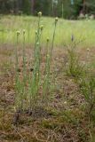 Helichrysum arenarium