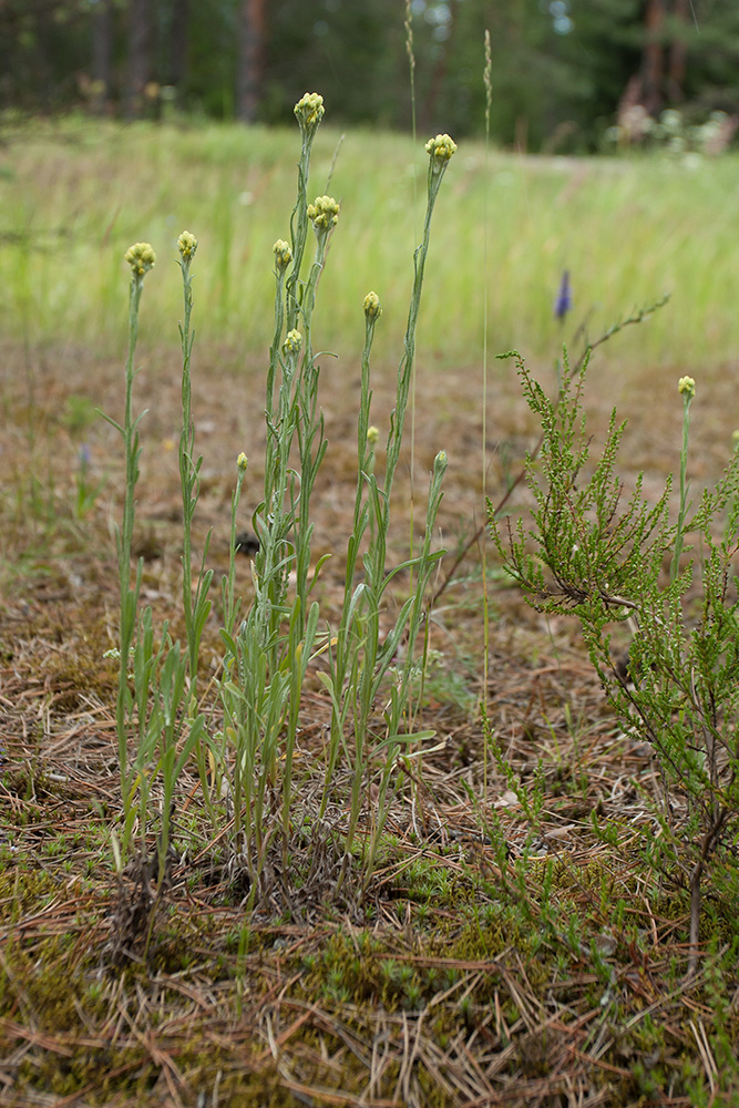 Изображение особи Helichrysum arenarium.