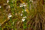 род Euphrasia. Соцветия. Пермский край, Кунгурский р-н, берег р. Шаква, травянистая полка. 12 сентября 2015 г.