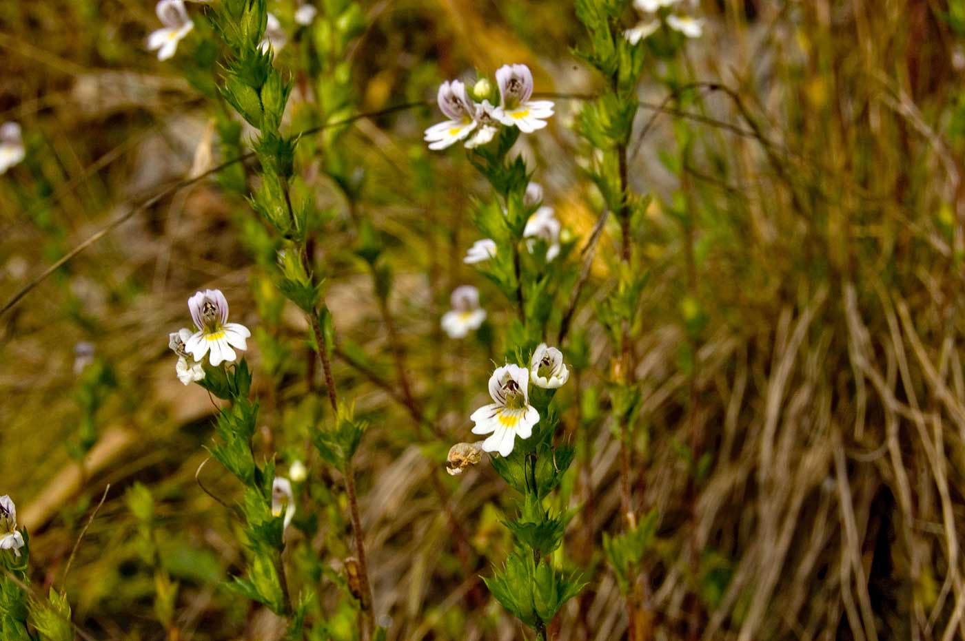 Изображение особи род Euphrasia.