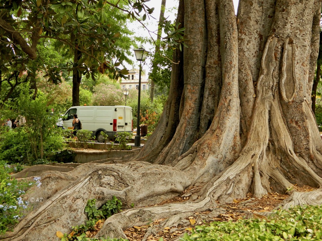 Image of Ficus macrophylla specimen.