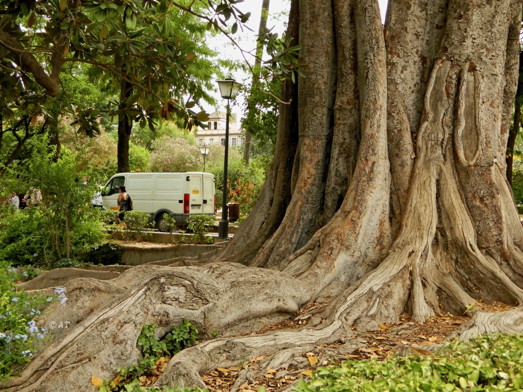 Изображение особи Ficus macrophylla.