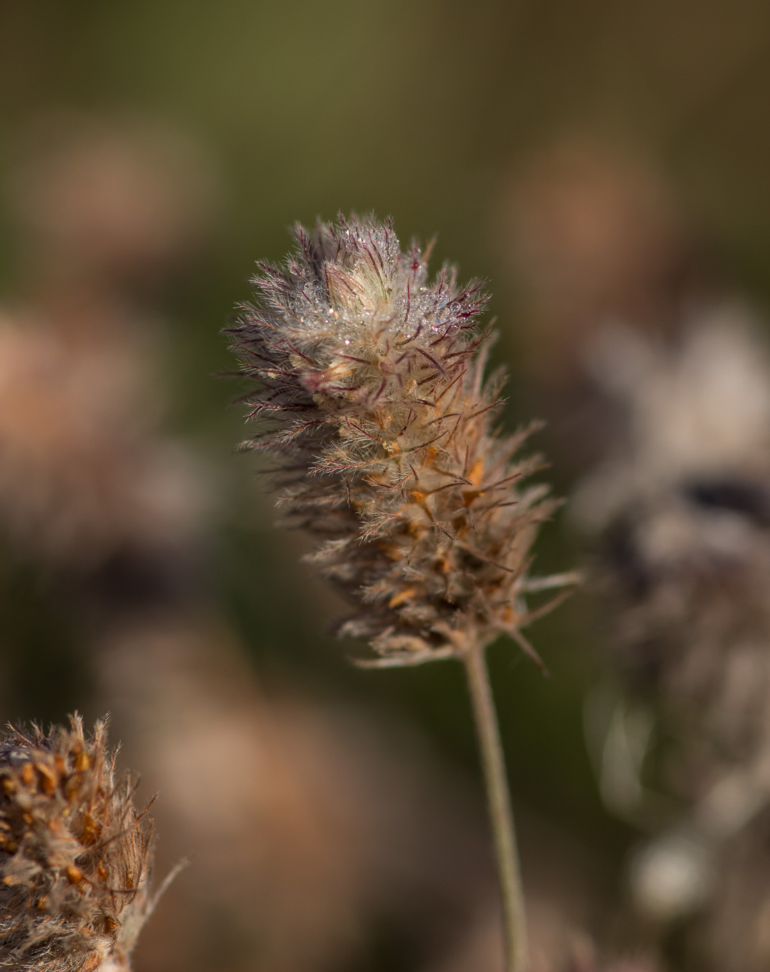 Image of Trifolium arvense specimen.