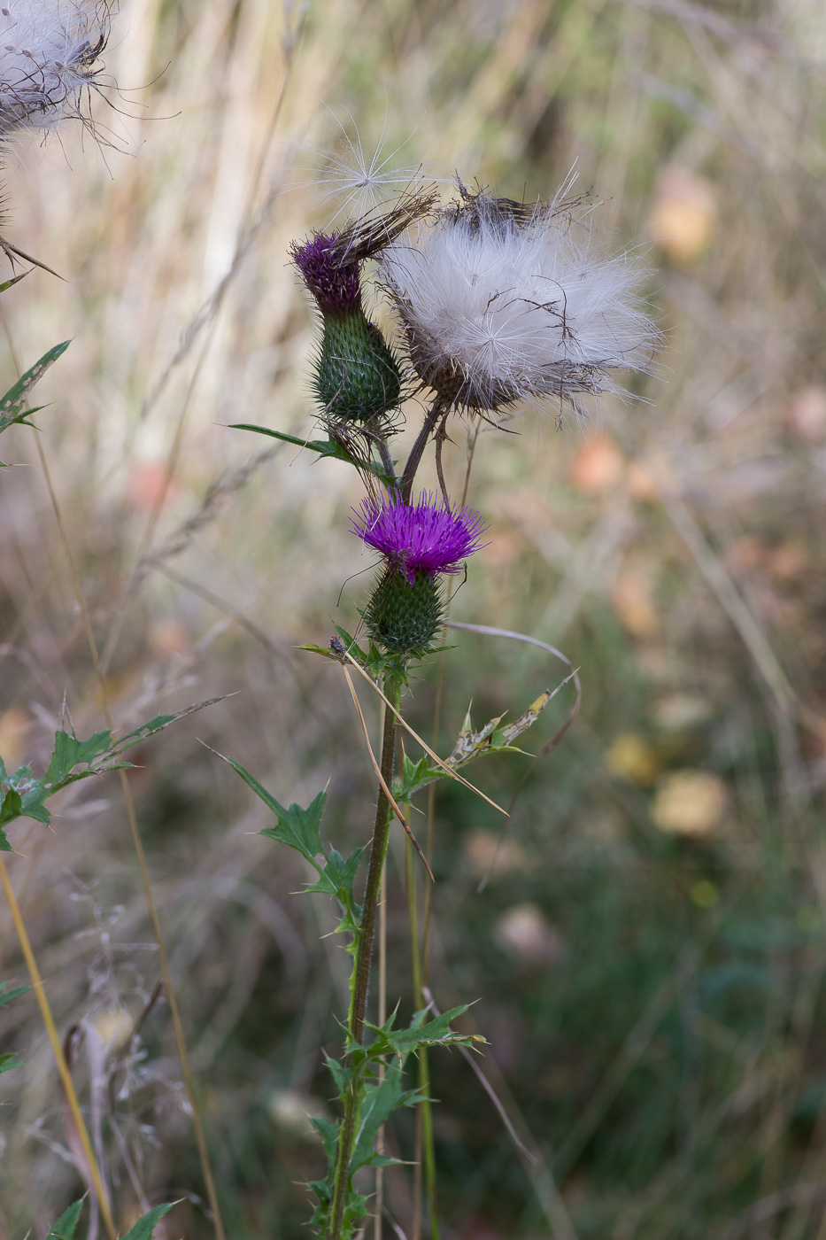 Image of Cirsium vulgare specimen.