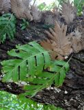 Drynaria quercifolia. Вайи. Андаманские острова, остров Хейвлок, прибрежный лес. 30.12.2014.