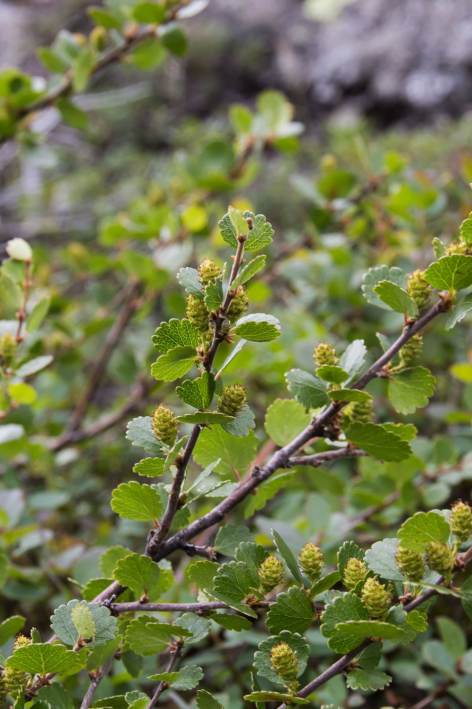 Image of Betula nana specimen.