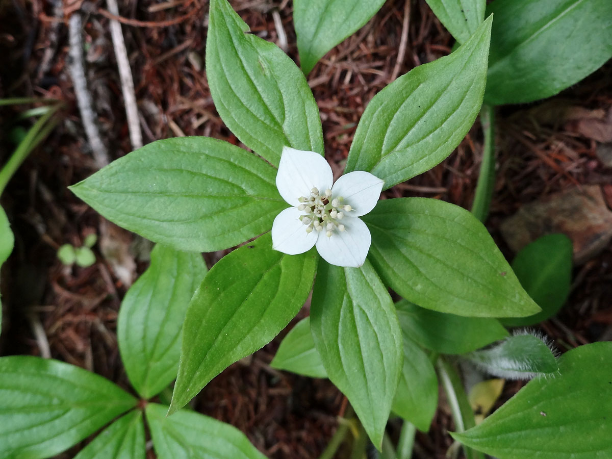 Изображение особи Chamaepericlymenum canadense.