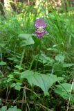 Cypripedium guttatum