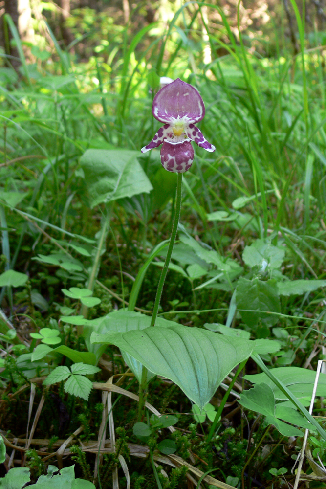 Image of Cypripedium guttatum specimen.