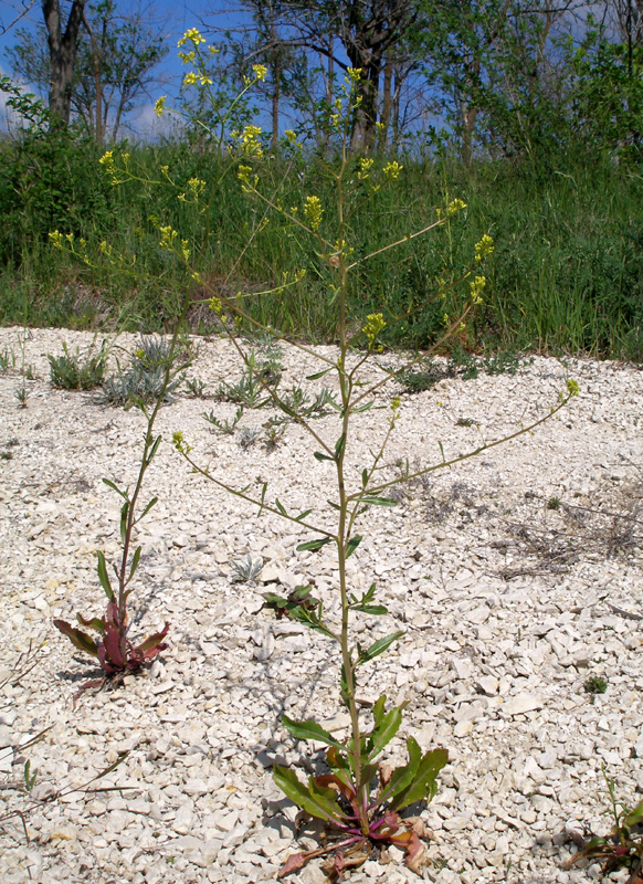 Image of Erucastrum armoracioides specimen.