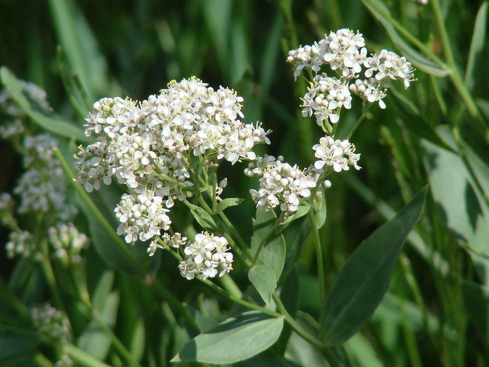 Изображение особи Lepidium latifolium.