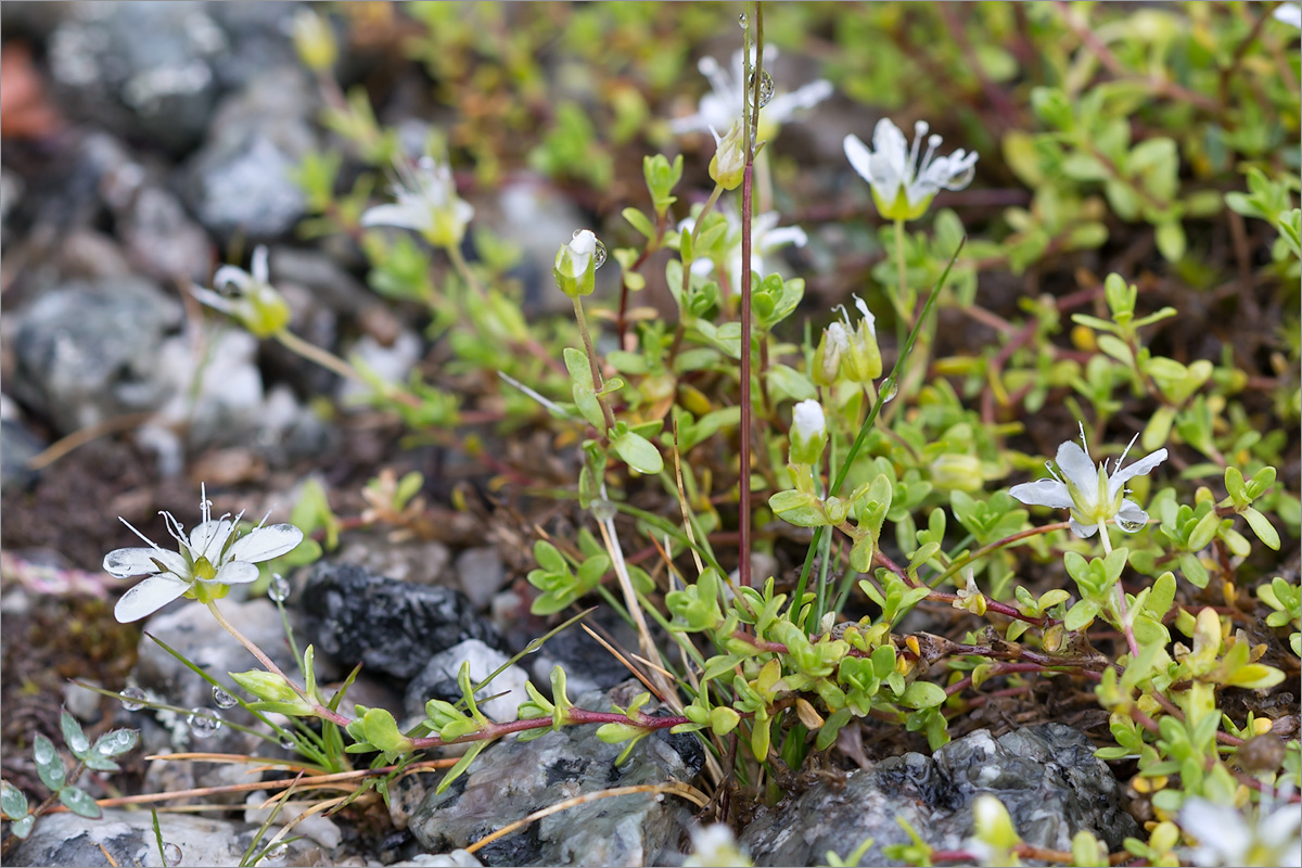 Image of Arenaria pseudofrigida specimen.