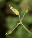 Cerastium holosteoides