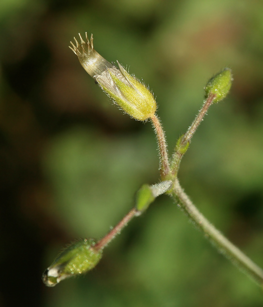 Image of Cerastium holosteoides specimen.