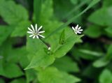 Stellaria nemorum. Верхушка побега с соцветием. Московская обл., окр. г. Звенигород, опушка смешанного леса. 19.05.2012.