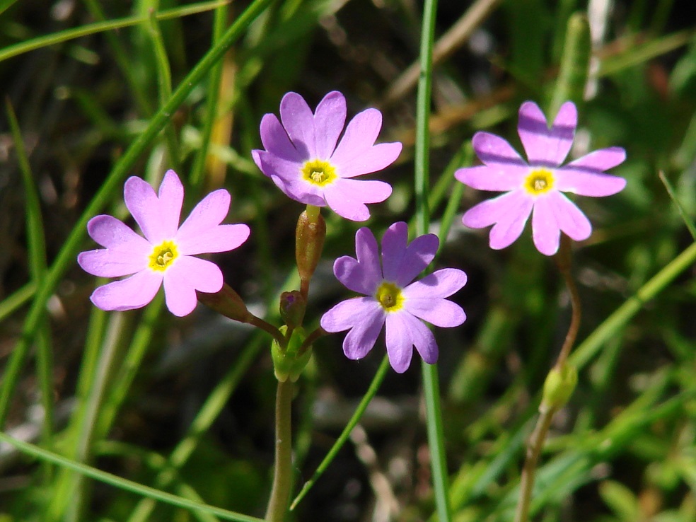 Изображение особи Primula nutans.