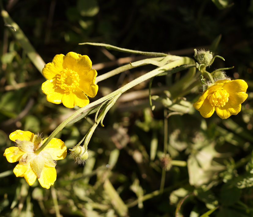 Image of genus Ranunculus specimen.