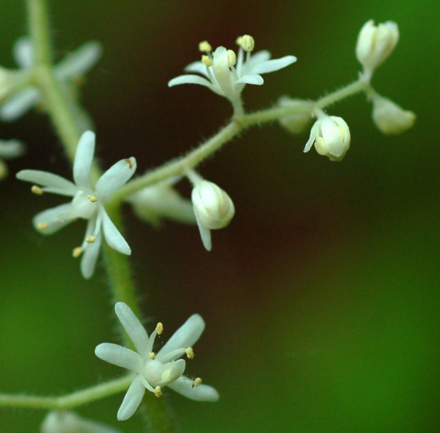 Image of Smilacina hirta specimen.