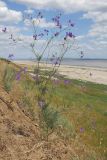 Delphinium paniculatum