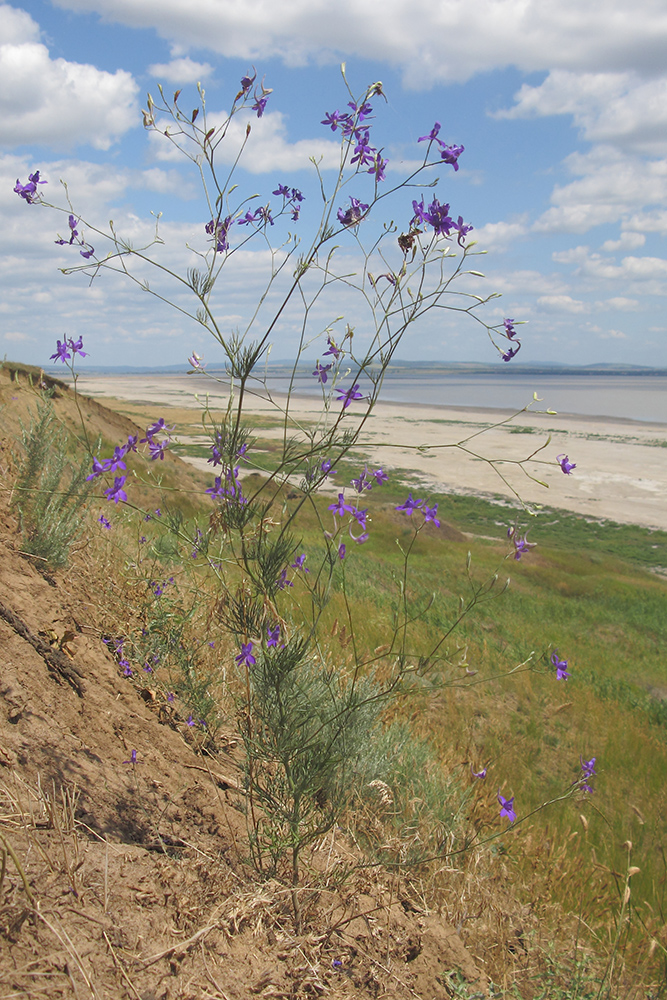 Image of Delphinium paniculatum specimen.