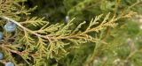 genus Juniperus. Верхушка веточки. Испания, Кастилия-Ла-Манча, г. Cuenca, озеленение. Январь 2016 г.