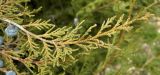 genus Juniperus