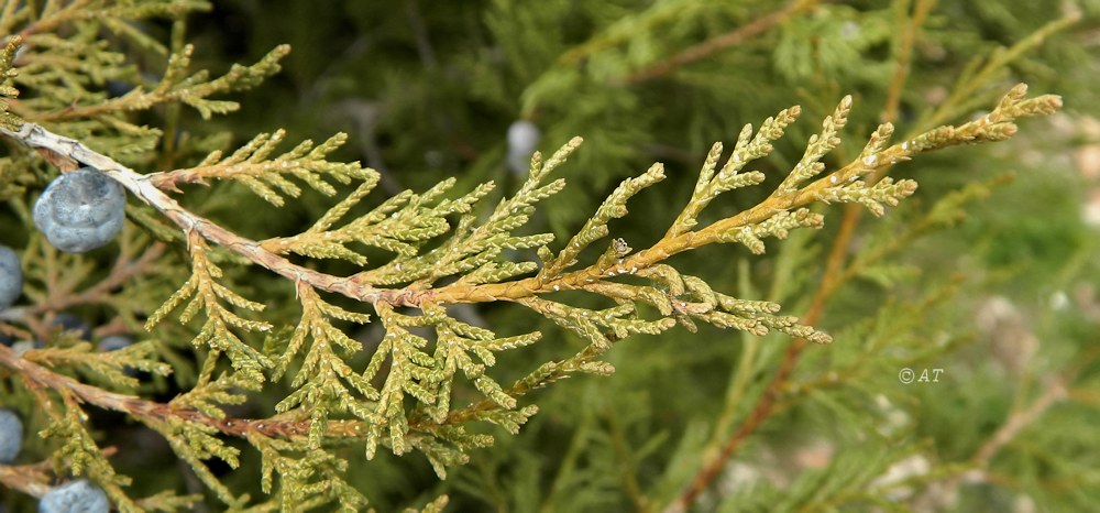 Image of genus Juniperus specimen.