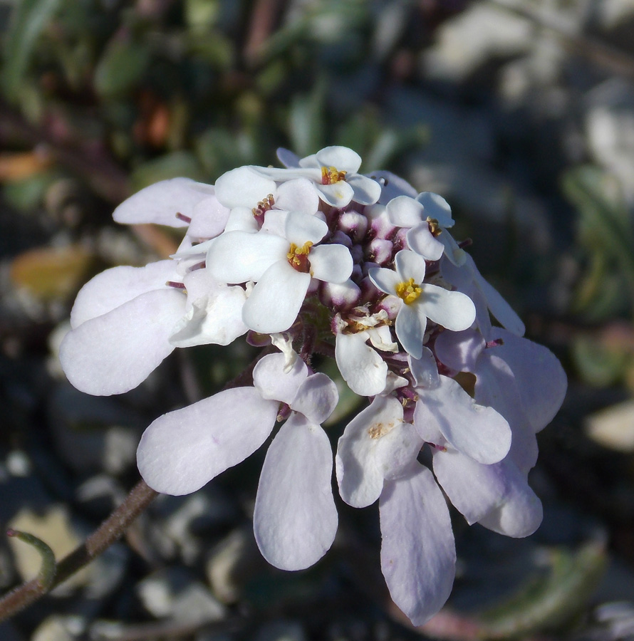 Image of Iberis simplex specimen.