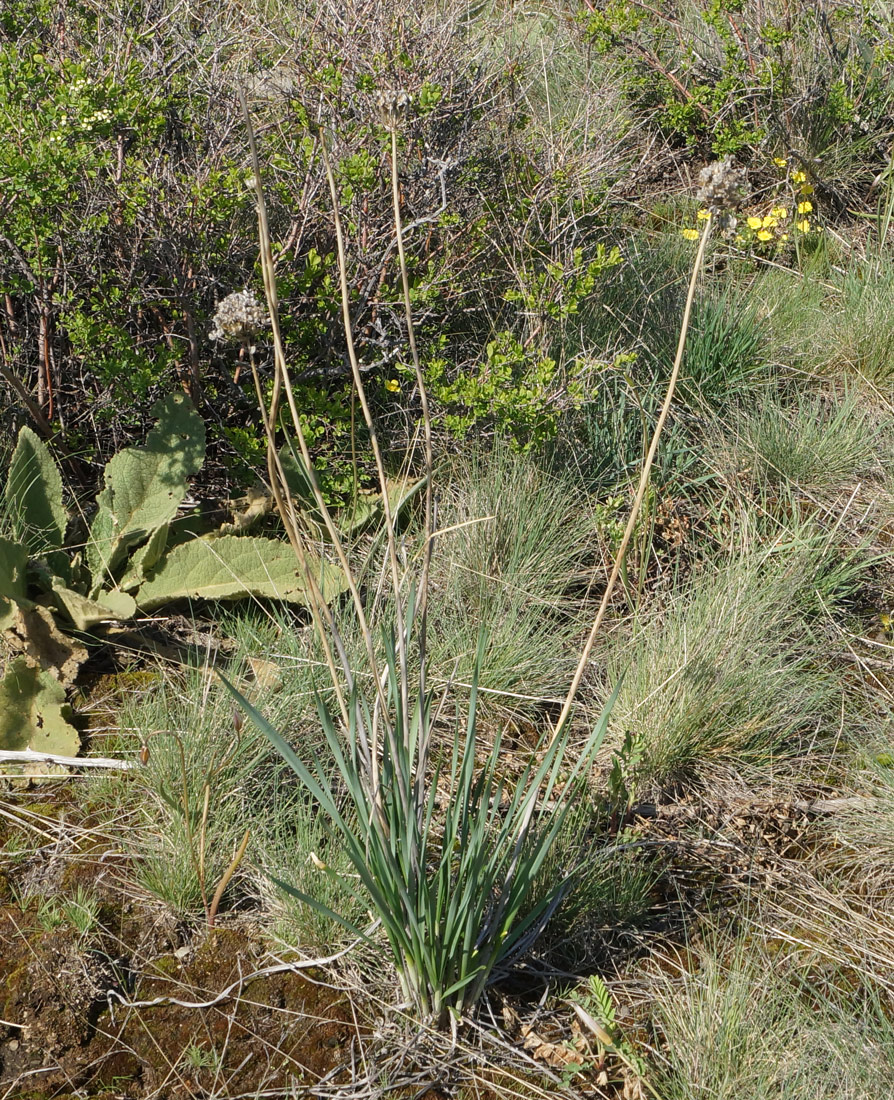 Image of Allium strictum specimen.