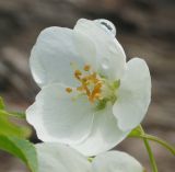 Malus domestica ssp. cerasifera