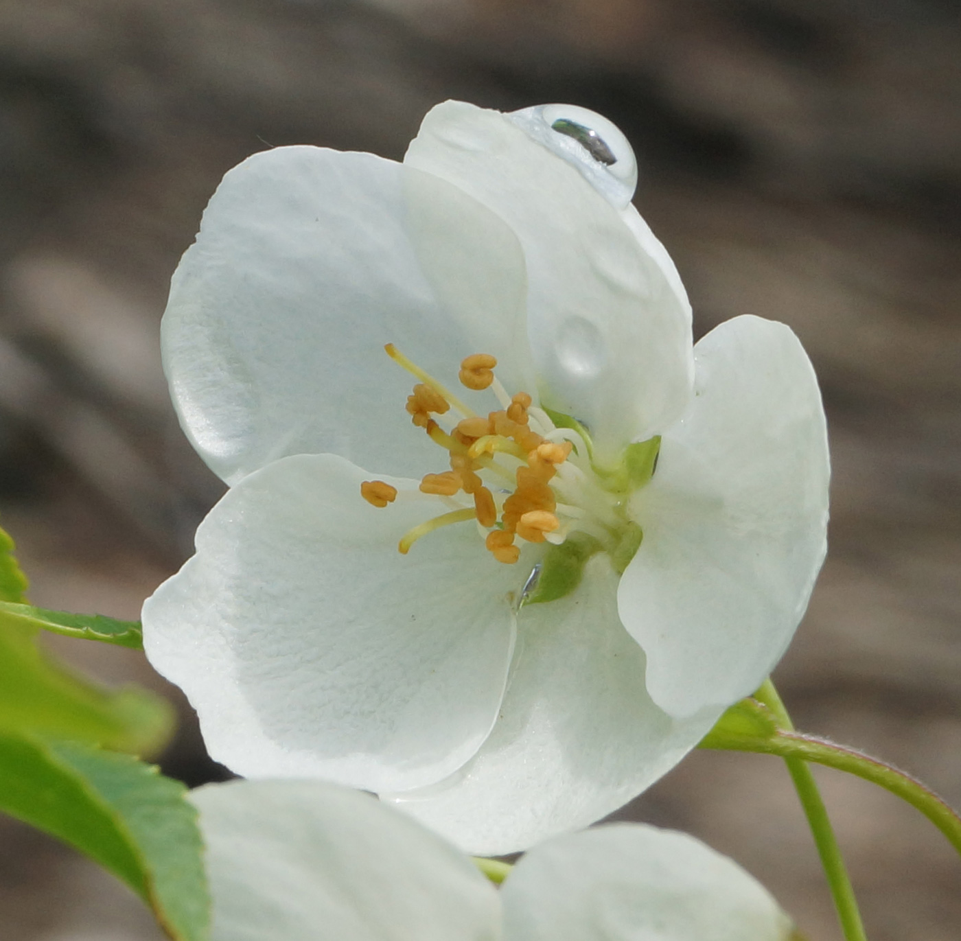 Image of Malus domestica ssp. cerasifera specimen.