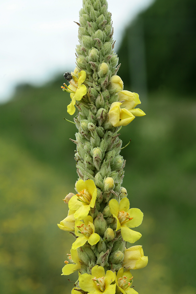 Изображение особи Verbascum thapsus.