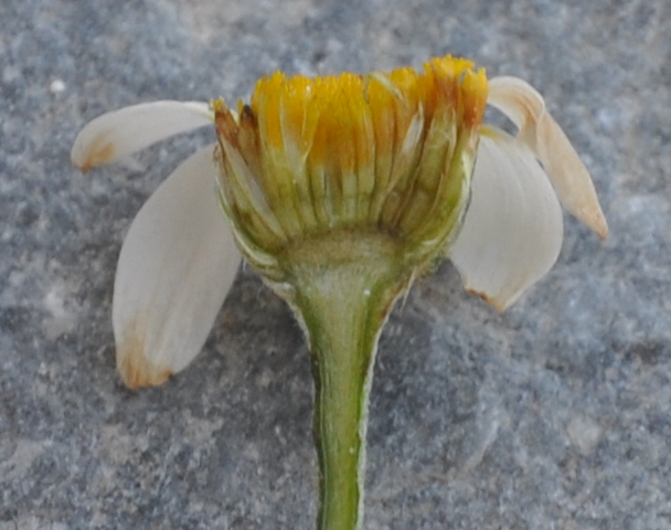 Image of genus Anthemis specimen.