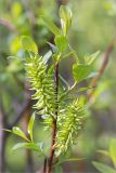 Salix phylicifolia. Верхушка веточки с соплодиями. Мурманская обл., Кандалакшский р-н, галечно-песчаный берег оз. Ориярви. 19.06.2015.