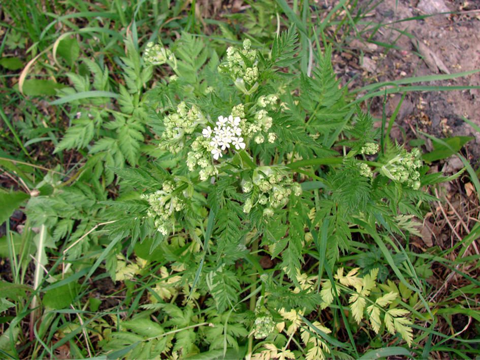 Изображение особи Anthriscus sylvestris.