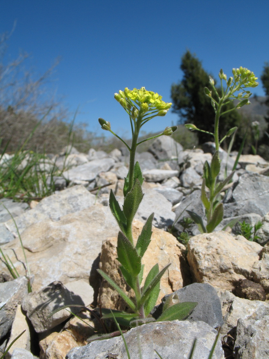 Изображение особи Draba huetii.