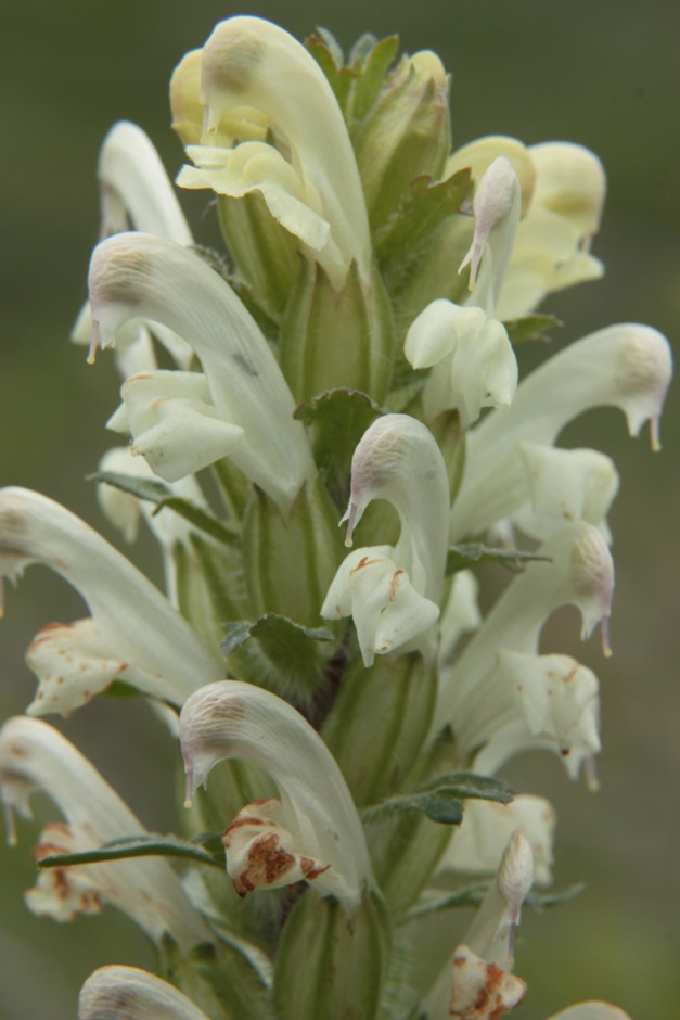 Изображение особи род Pedicularis.