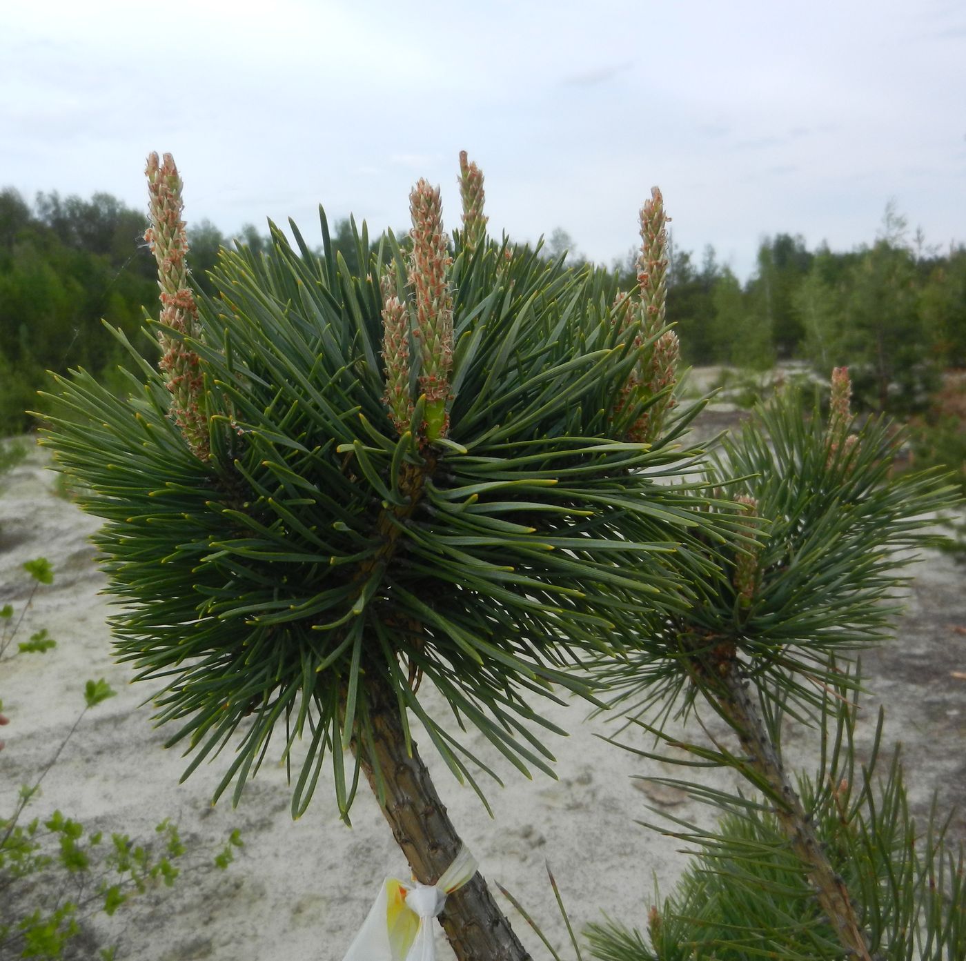 Изображение особи Pinus sylvestris.