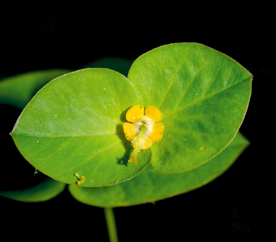 Изображение особи Euphorbia squamosa.