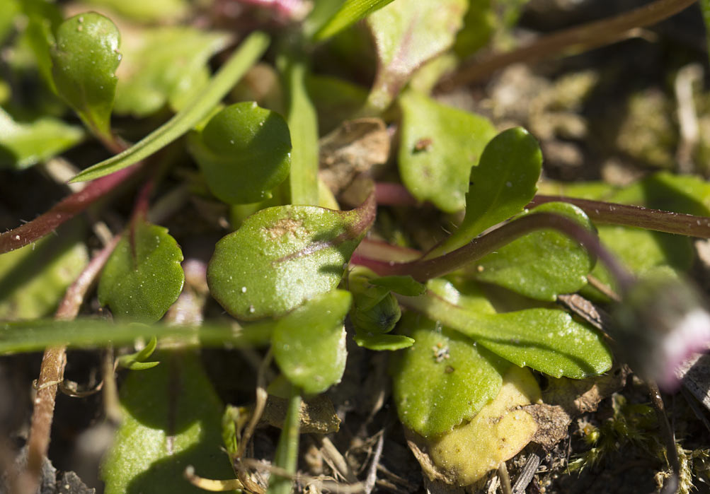 Image of Bellis annua specimen.