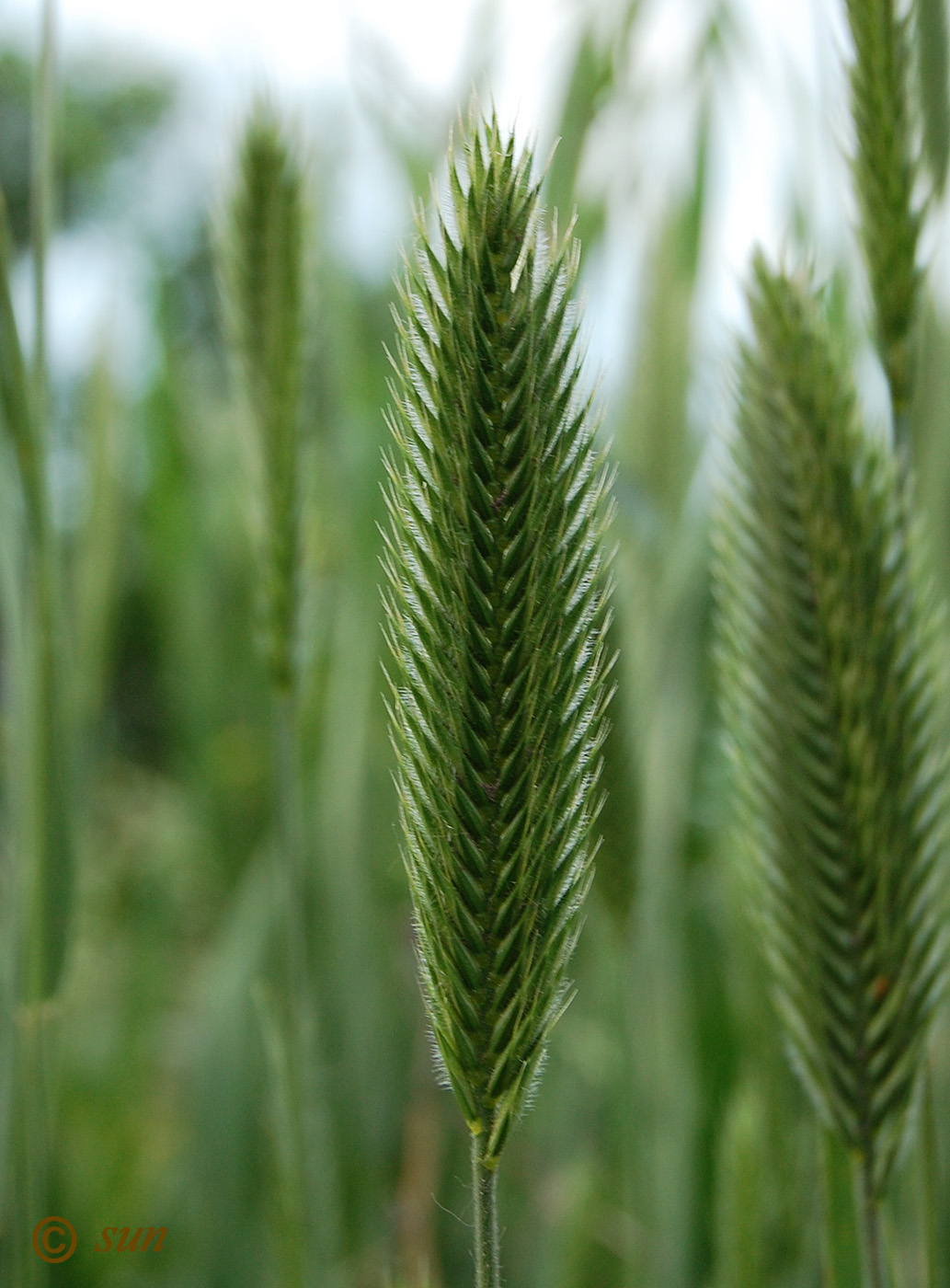 Изображение особи Agropyron pectinatum.