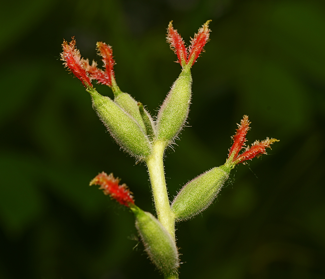 Изображение особи Juglans mandshurica.