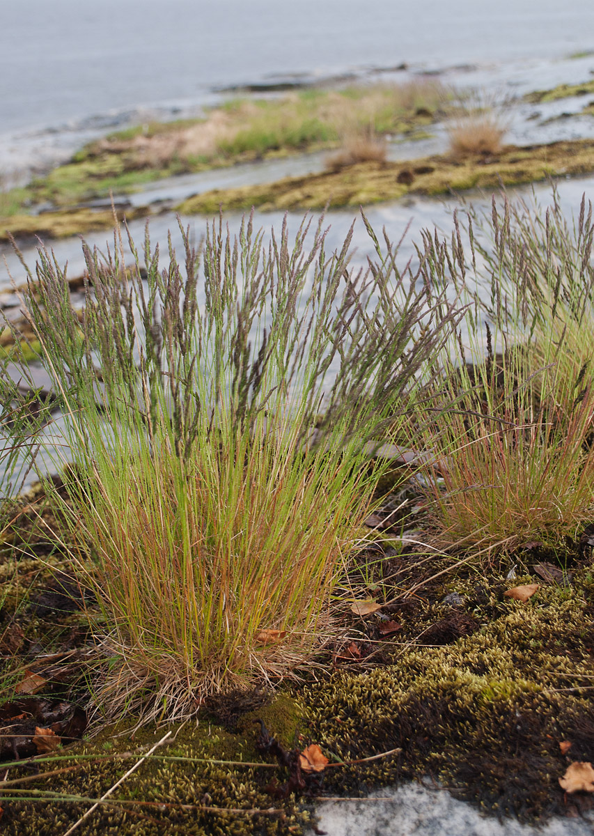 Изображение особи Festuca ovina.