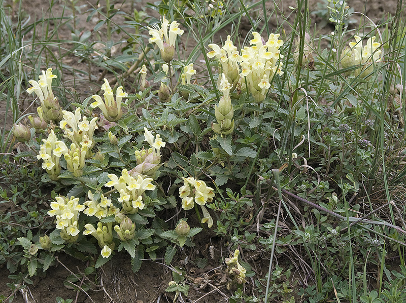 Изображение особи Scutellaria polyodon.