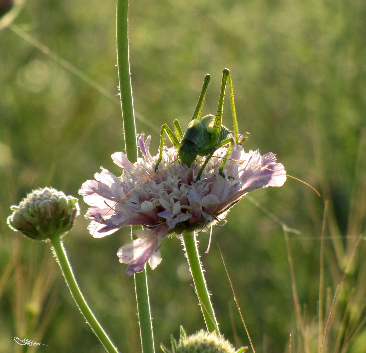 Image of Lomelosia songarica specimen.