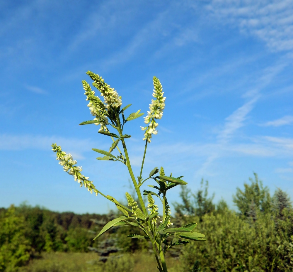 Изображение особи Melilotus albus.