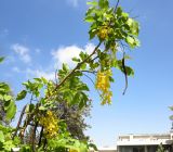 Cassia fistula
