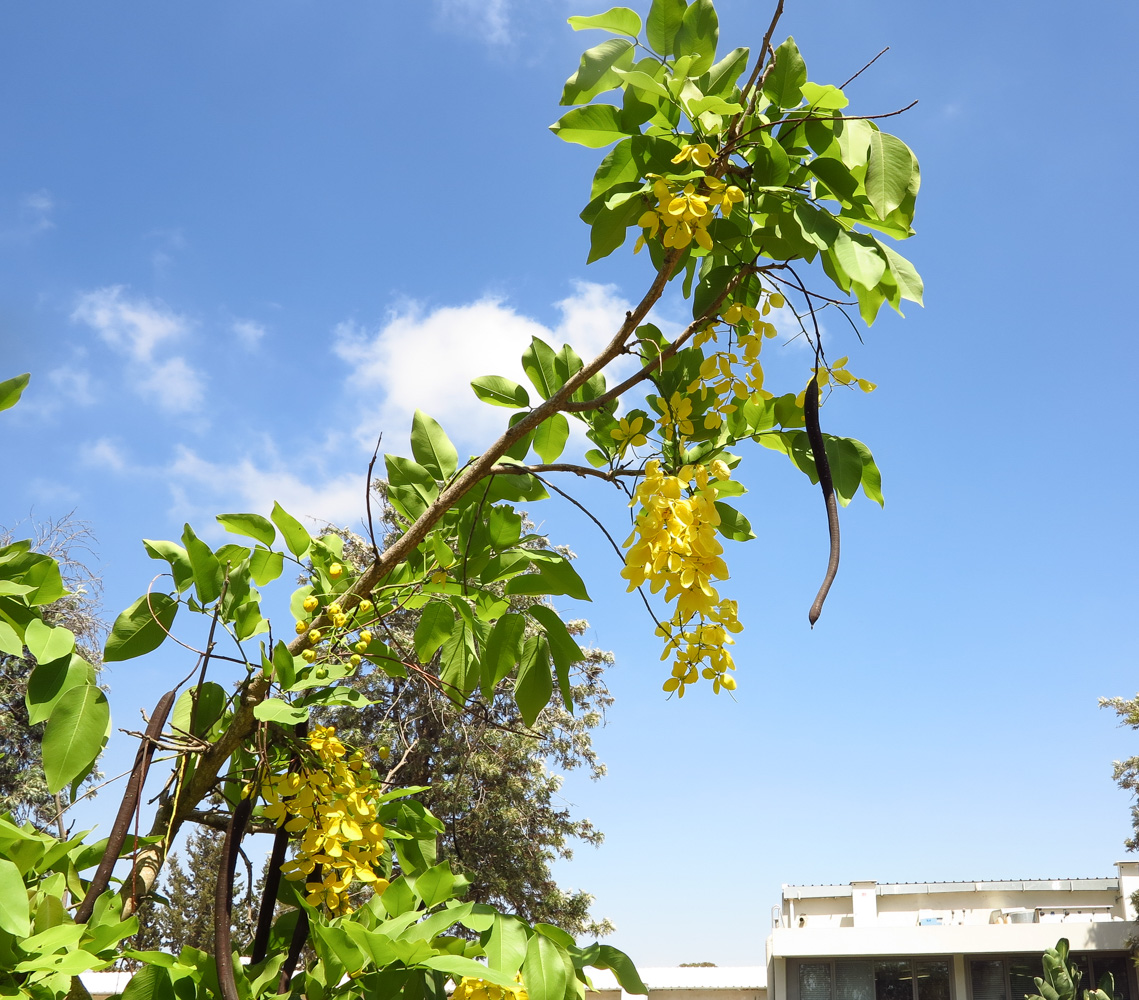 Image of Cassia fistula specimen.