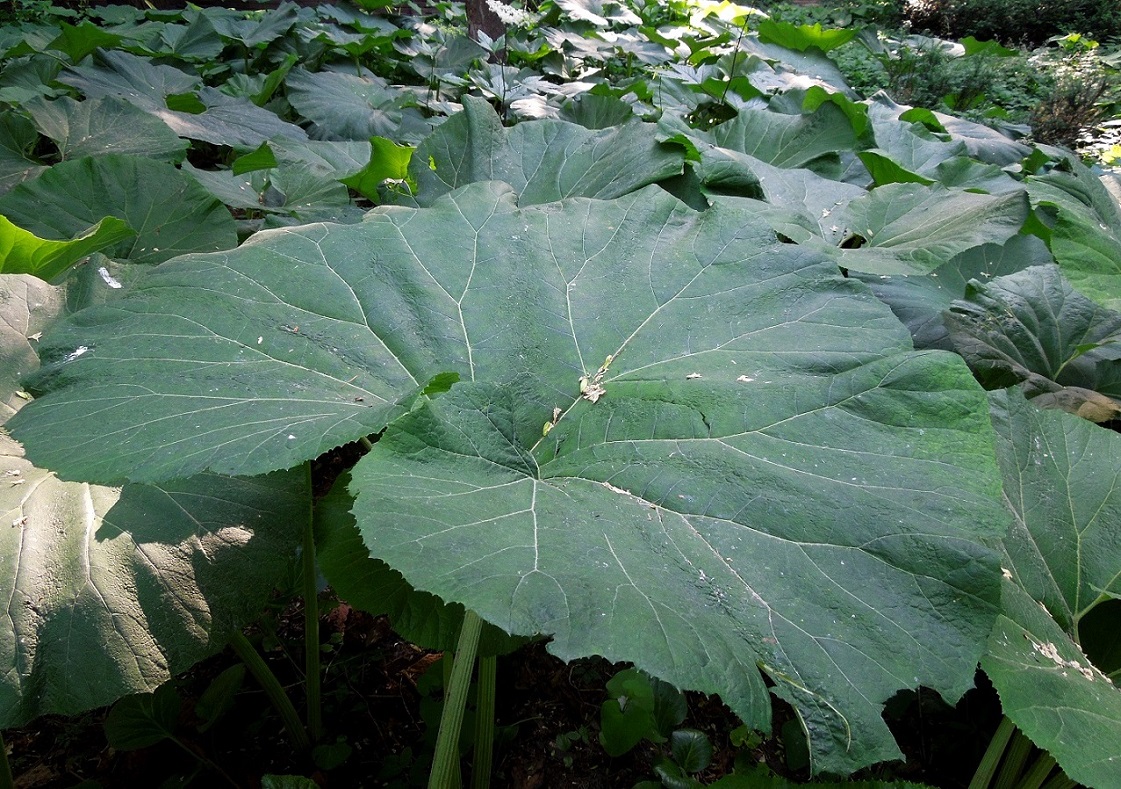 Image of Petasites amplus specimen.