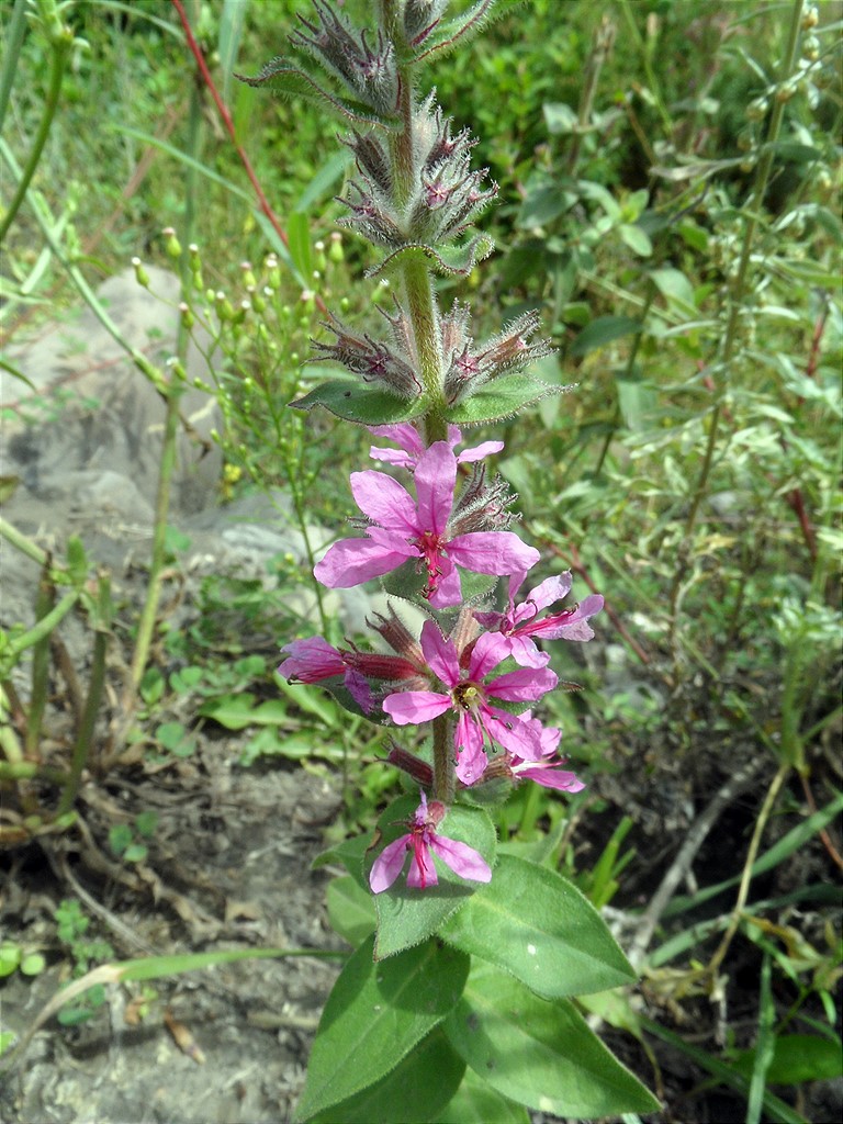 Изображение особи Lythrum tomentosum.